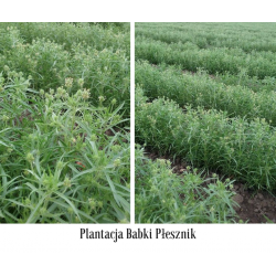 Babka płesznik nasiona